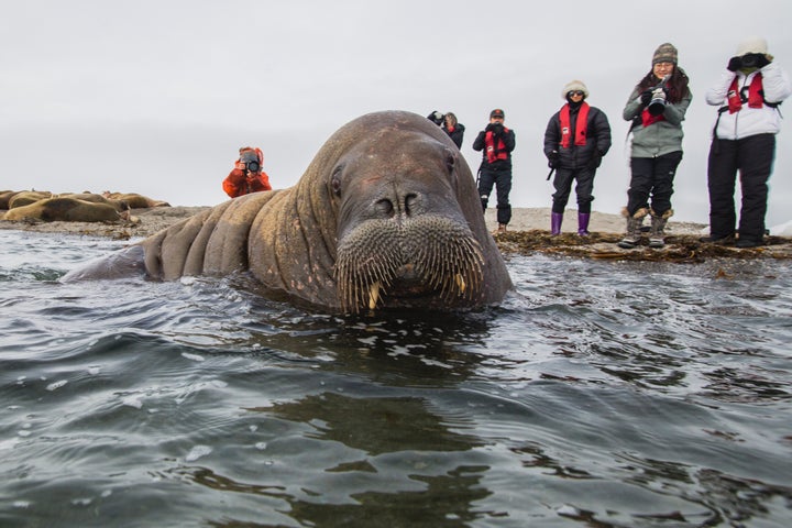 This walrus is not Freya. However, the photo captures the angst she likely feels at becoming a tourist spectacle.