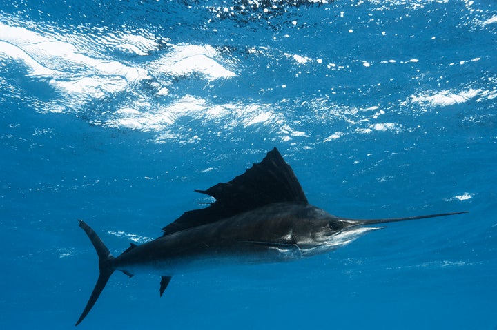 Sailfish have a distinctive upper jaw that juts out above their lower jaw, forming a spear-like bill.