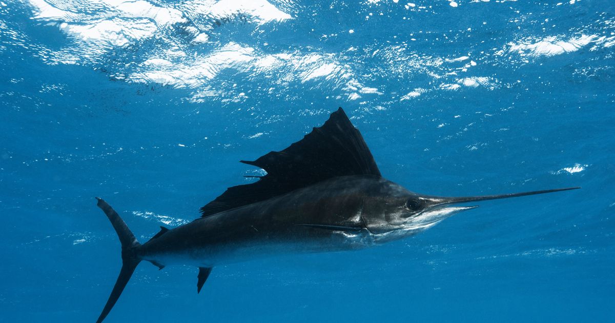 Woman Stabbed In Groin By 100-pound Sailfish That Leapt From Water 