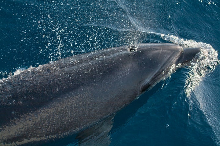Imagen de una ballena en las aguas de Tarifa, Cádiz.