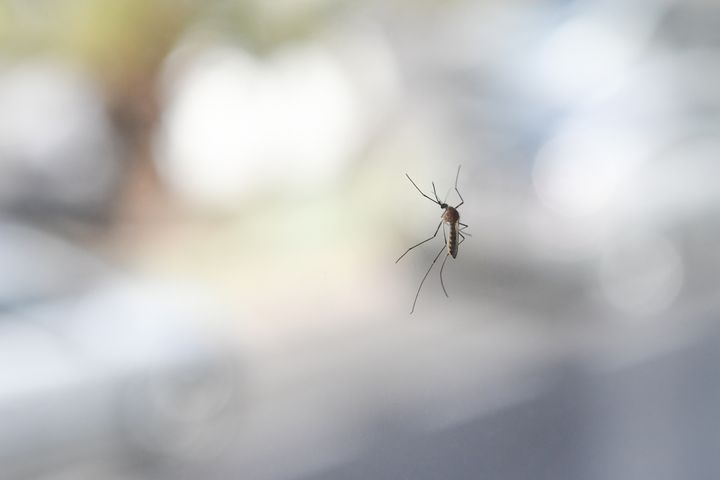 Un mosquito en una ventana.