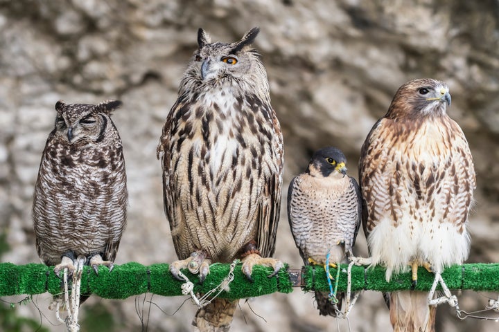 Imagen de varias aves en la Reserva Natural de La Pequeña África, Cádiz.