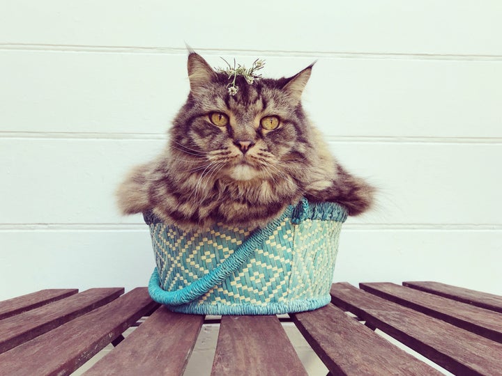 A cat being invasive to a basket.