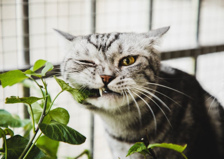 A cat being invasive to a plant.