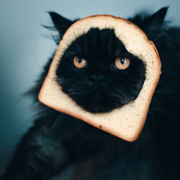 Bread being invasive to a cat.
