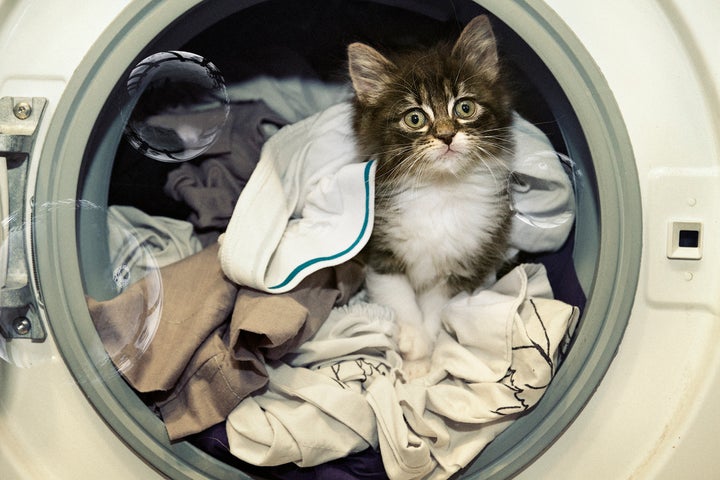 A cat being invasive to your fresh laundry.