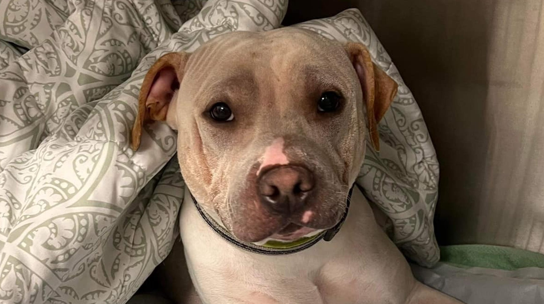 10 Puppies Drown After Record Rainfall Floods Missouri Animal Shelter 10 Puppies Drown After Record Rainfall Floods Missouri Animal Shelter