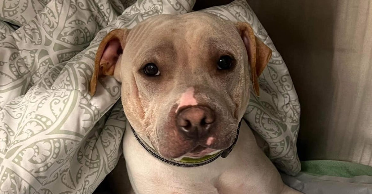 10 Puppies Drown After Record Rainfall Floods Missouri Animal Shelter