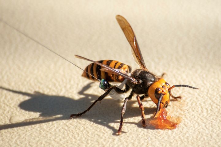 A former murder hornet, now known as the northern giant hornet, wears a tracking device near Blaine, Washington.