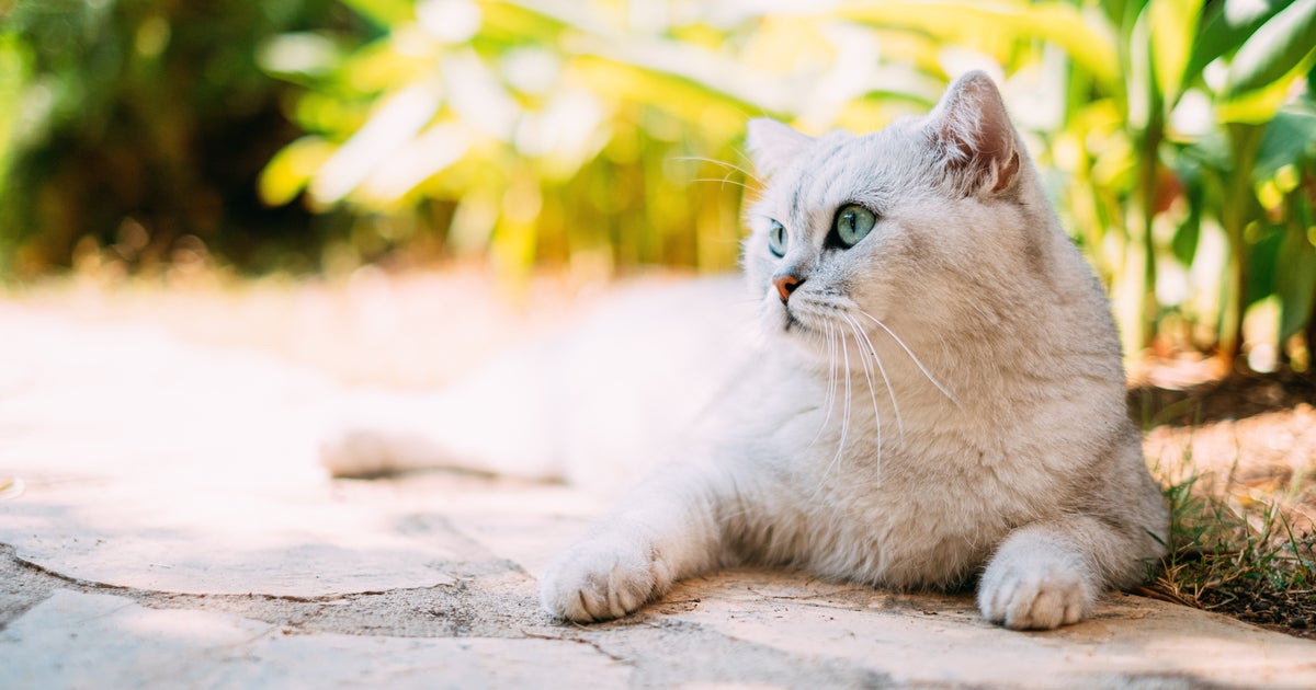 Should I Take My Cat Out In This Heat? HuffPost Life