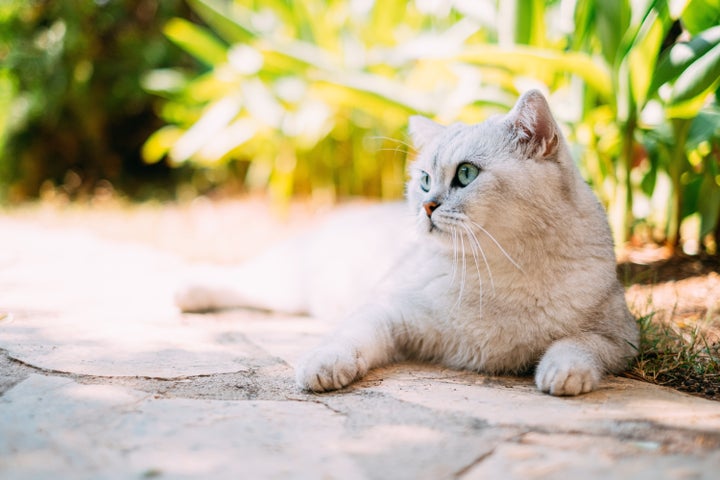 Water and shade are essential for cats in hot temperatures.