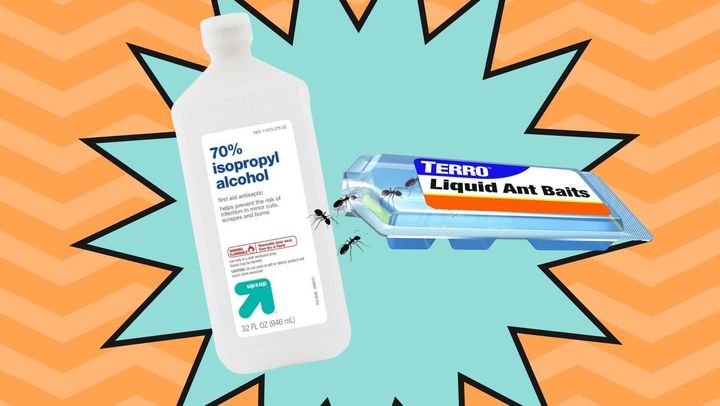 Trap ants with powerful liquid bait and eliminate their trail with 70% isopropyl rubbing alcohol.