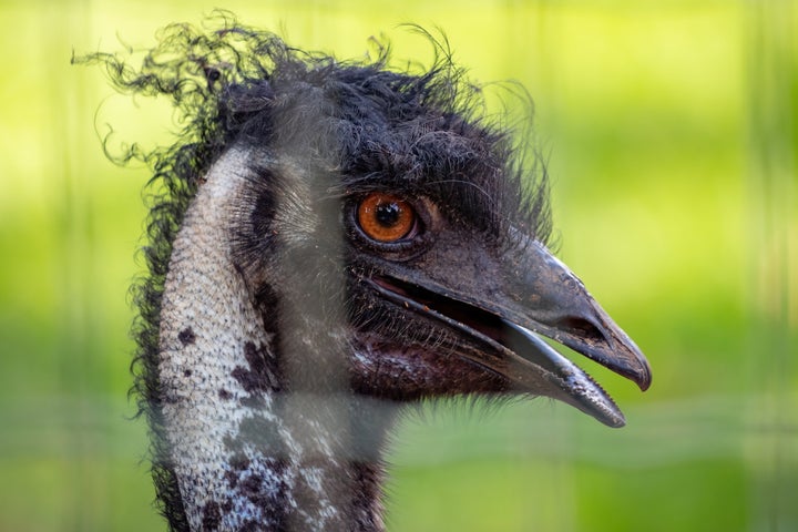 An alleged drunk driver in Malmesbury, England, was arrested after an encounter with the world's second-largest bird.