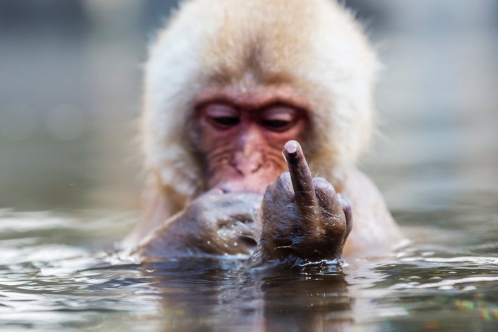 Snow monkey bathing in hot spring.