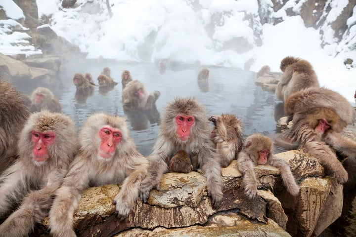 Japanese macaque in Joshin-etsu National Park, Honshu, Japan.