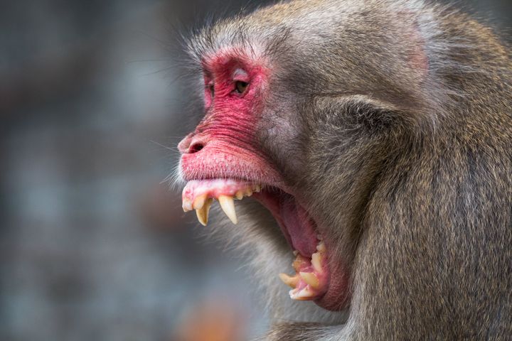 Close-up Of aggressive Japanese macaque.
