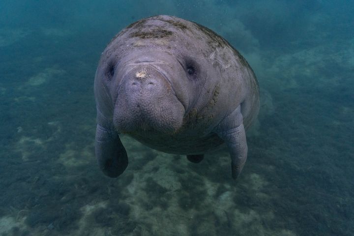 A manatee, though not TexasTeeMiguel, in Crystal River, Florida.