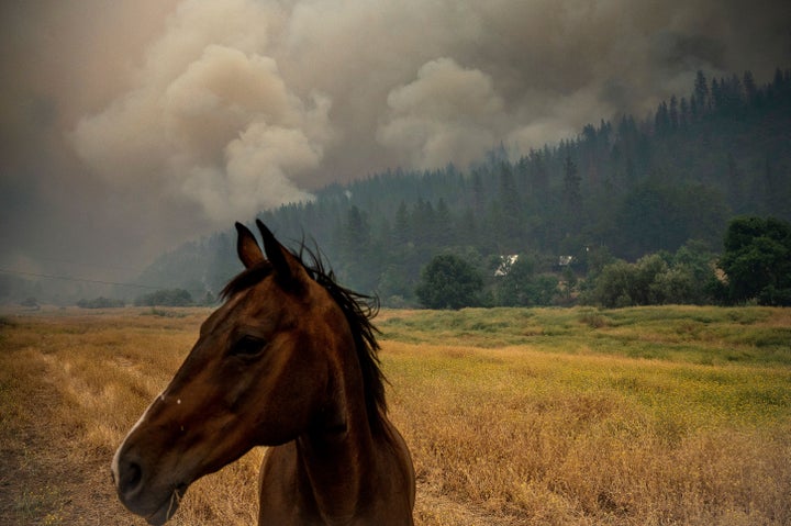 A horse glances at smoke from a pasture as the McKinney Fire burns Saturday in the Klamath National Forest, Calif.