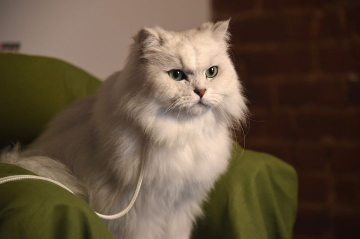 The Fancy Feast cat makes an appearance at a brand launch party in 2014.
