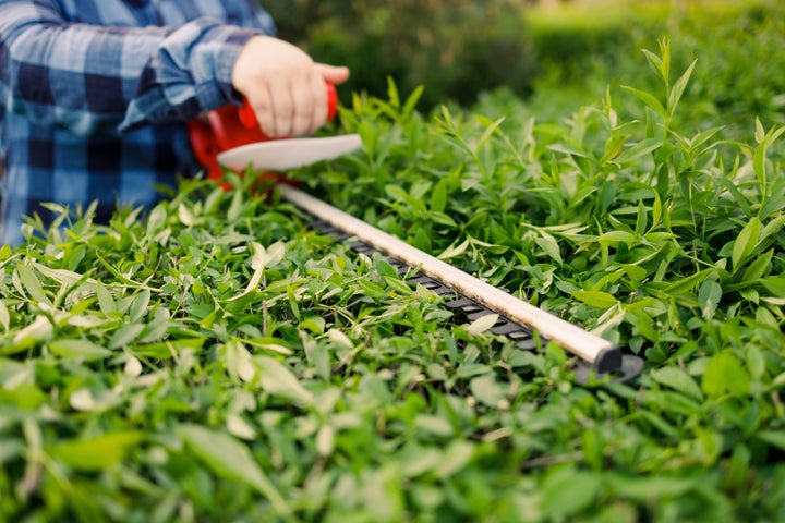 Gardener holding electric hedge trimmer to cut the treetop in garden.