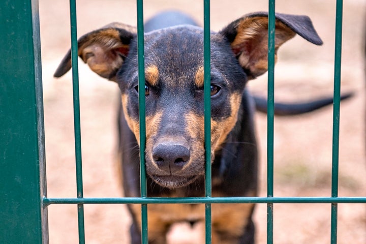 Perro encerrado en una perrera.