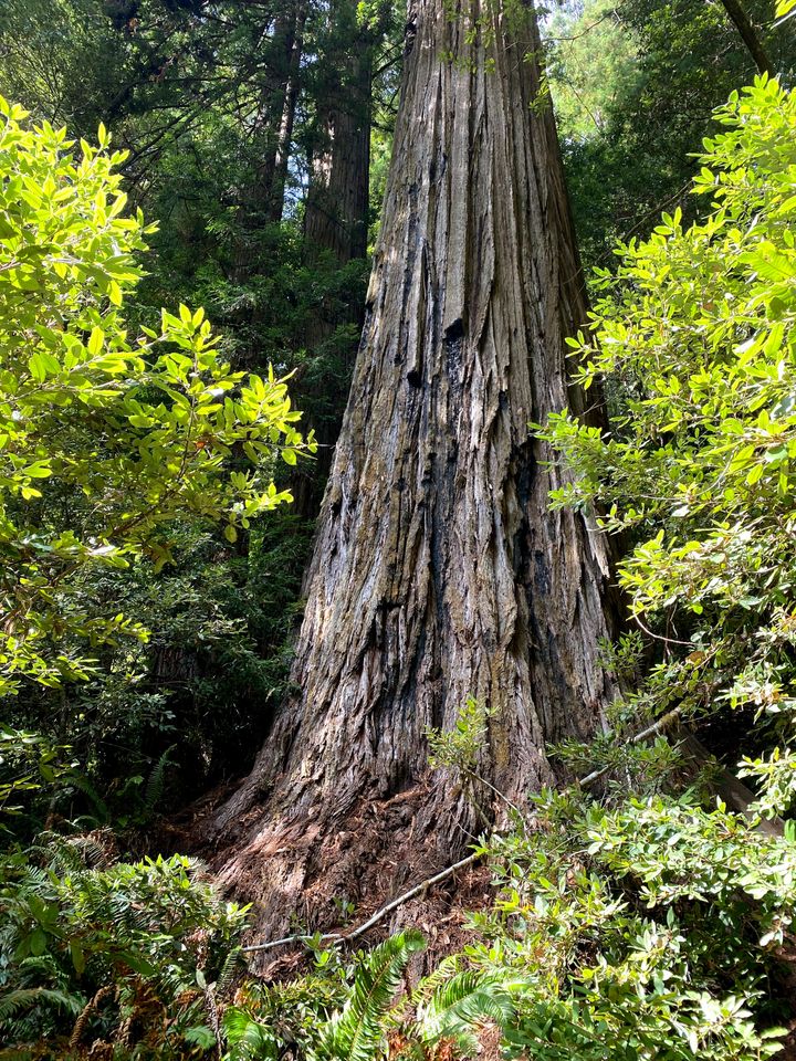 This National Park Service photo shows the coast redwood tree named Hyperion in Redwood National Park, California, which is being hurt by environmental damage created by too many hikers traipsing in to see the world's tallest tree.