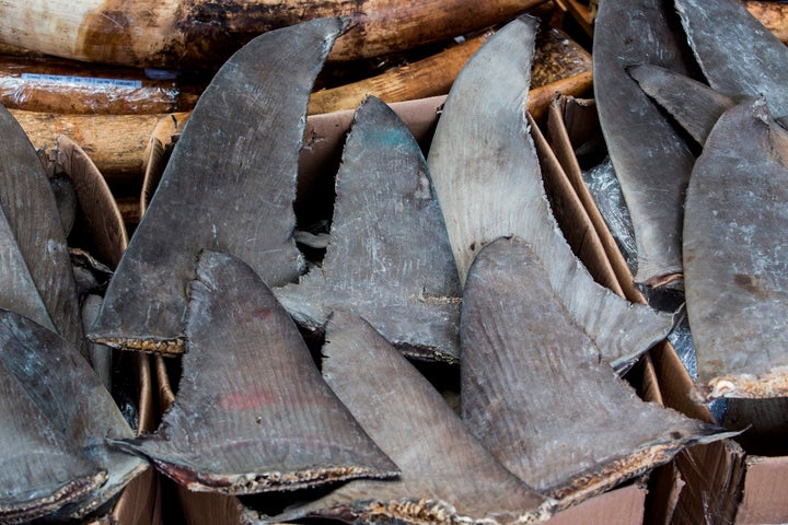 Seized shark fins are seen during a press conference at the Kwai Chung Customhouse Cargo Examination Compound in Hong Kong on Sept. 5, 2018.