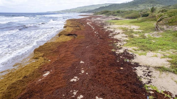 Lakes Beach is covered in sargassum in St. Andrew along the east coast of Barbados on July 27.