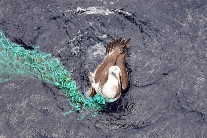 Γαλλία: Σούλα (σ.σ. βόρειο θαλασσοπούλι) μπλεγμένο σε δίχτυα ψαρέματος.