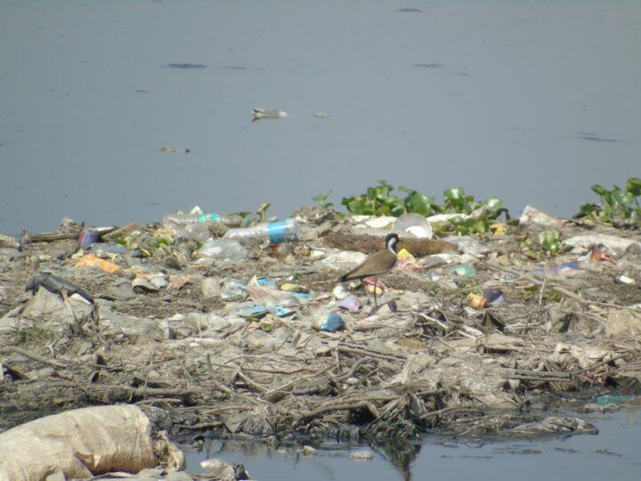 Ινδία: Ασιατικό αργυροπούλι «πνιγμένο» ανάμεσα στα σκουπίδια.