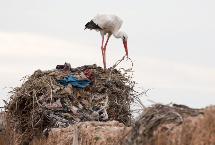 Μαρόκο: Πελαργός στέκεται σε μια φωλιά φτιαγμένη σχεδόν εξολοκλήρου από βλαβερά απόβλητα.