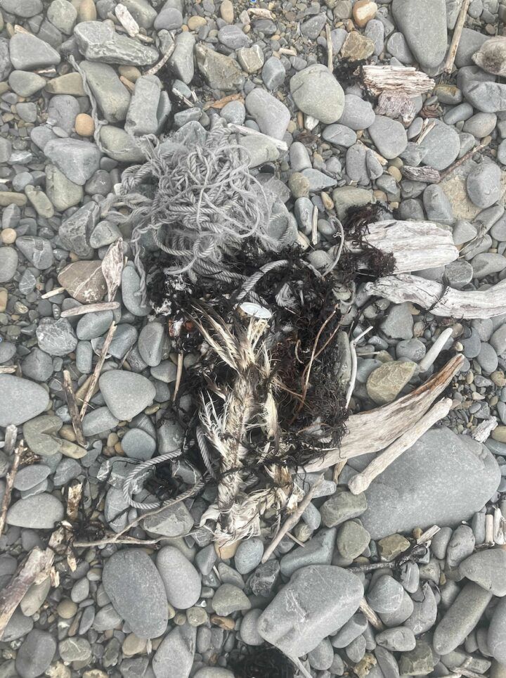 Νέα Ζηλανδία: Τα απομεινάρια ενός πουλιού, που μπλέχτηκε σε ένα σκοινί και πέθανε από ασφυξία.