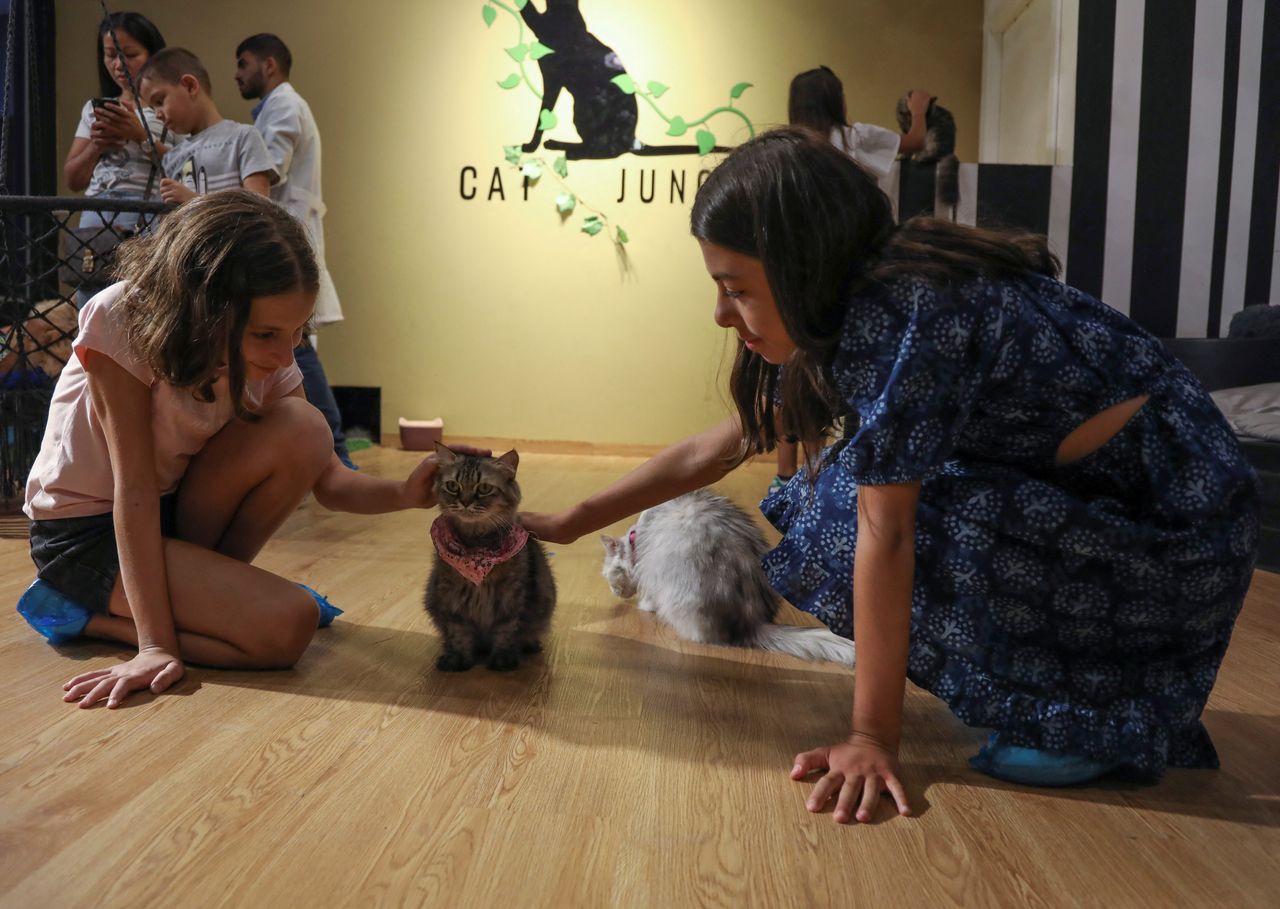 Girls pet a cat at the Cat Jungle, a place where people interact with cats in Amman, Jordan August 2, 2022. REUTERS/Alaa Al Sukhni