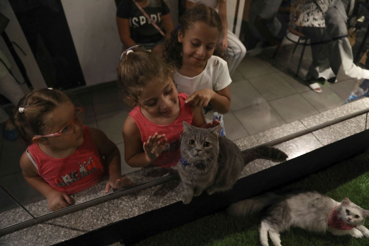 Children interact with a cat through a glass at the Cat Jungle, in Amman, Jordan August 2, 2022. REUTERS/Alaa Al Sukhni
