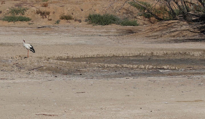 Una cigüeña junto a una laguna completamente seca en La Cañada de los Pájaros, un humedal de La Puebla del Río (Sevilla).