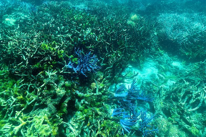 Widespread bleaching from March 2022