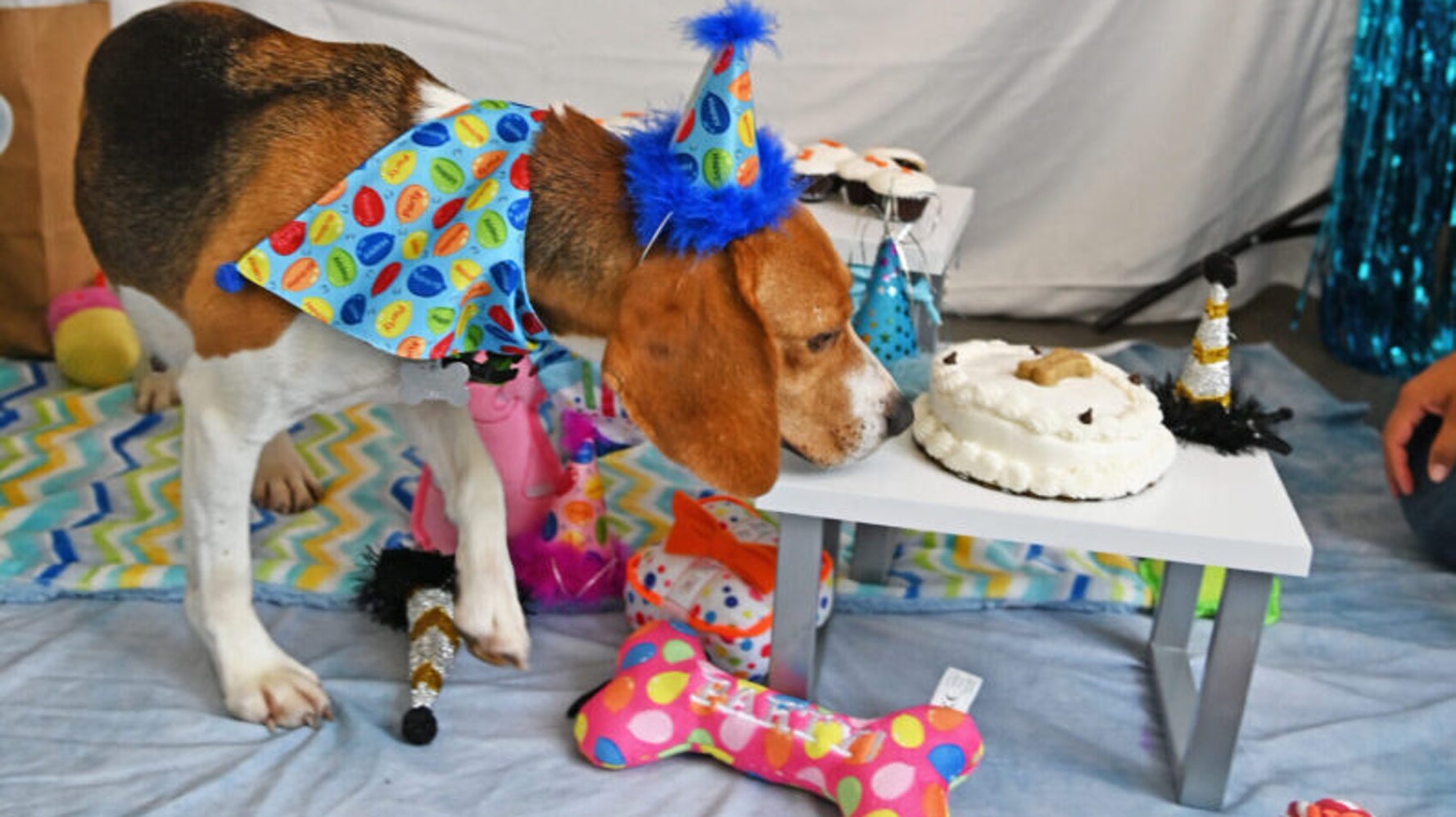 Beagles Rescued From Breeding Center Become Guests Of Honor At Joyful Party Beagles Rescued From Breeding Center Become Guests Of Honor At Joyful Party