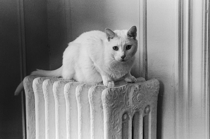 In an undated archive photo, a white cat sits atop a radiator somewhere in New York City.