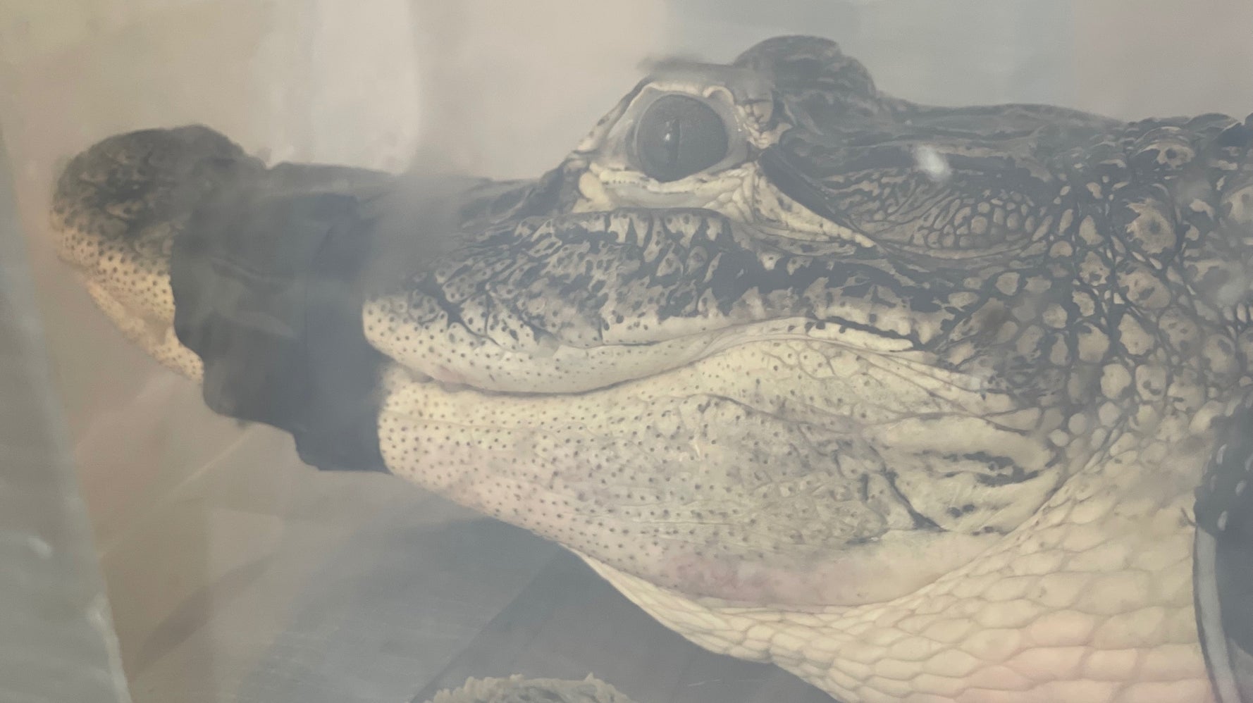New York couple turns 5-foot gator into ‘Zachary’ they used to live in