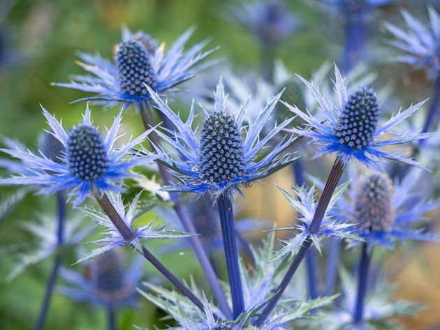 Sea hollies can provide colour during drought. 