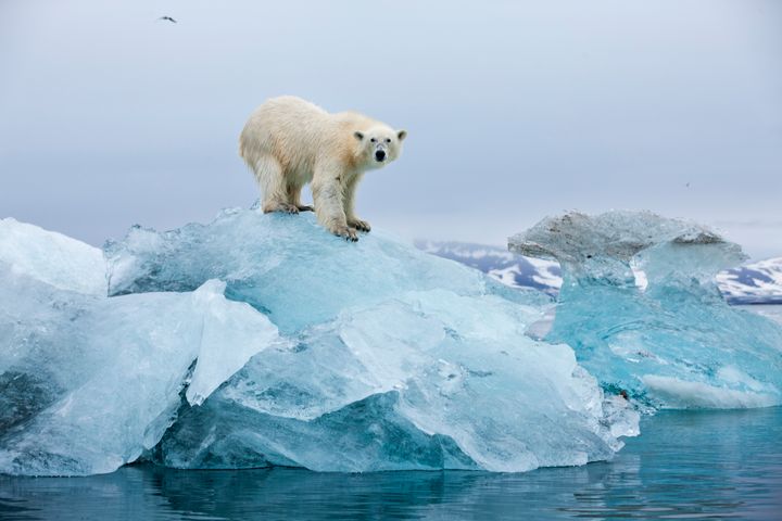 A file photo of a polar bear standing on top of a melting glacier in Svalbard, Norway.
