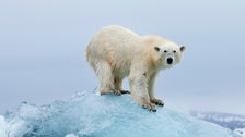 Woman Injured By Polar Bear At Norway Campsite Woman Injured By Polar Bear At Norway Campsite
