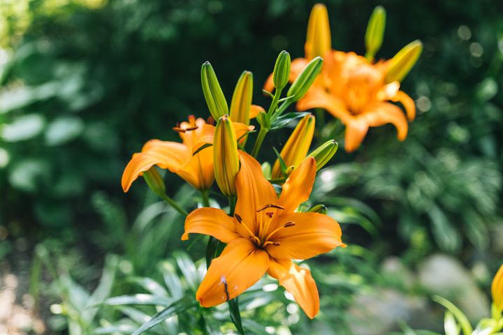 Tiger lilies are among the most toxic kind of lilies for cats.
