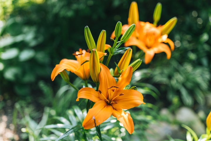 are lilies toxic to dogs