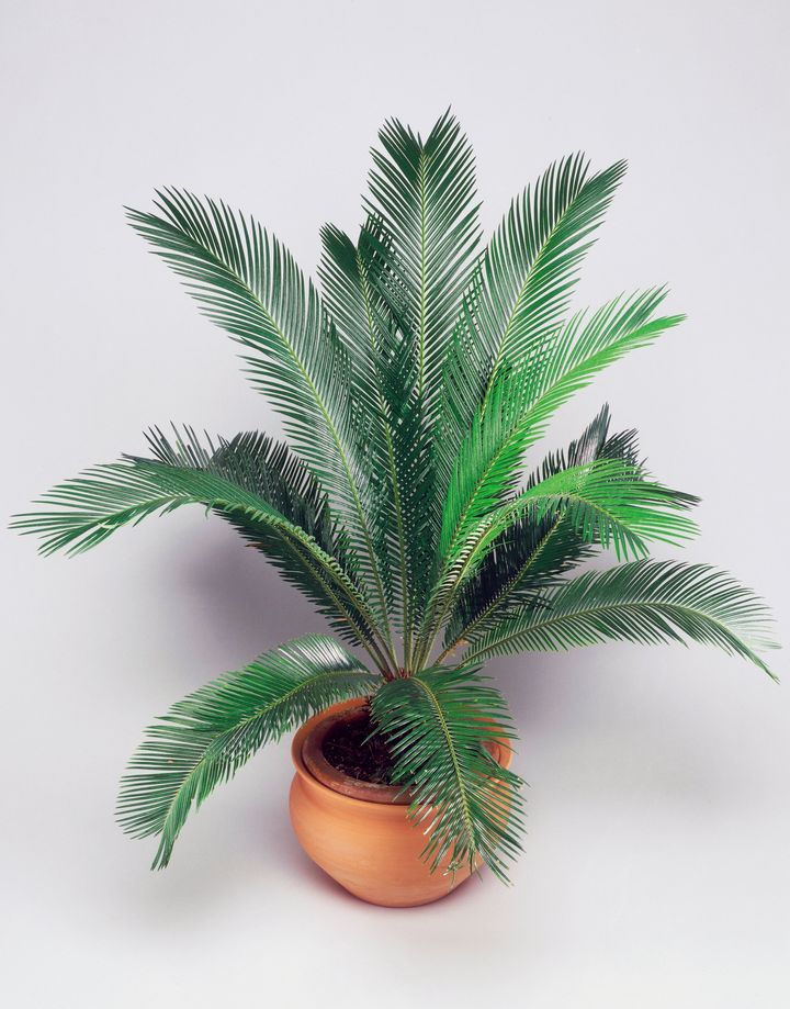 Sago palms (Cycas revoluta) are popular houseplants that are especially dangerous for dogs.
