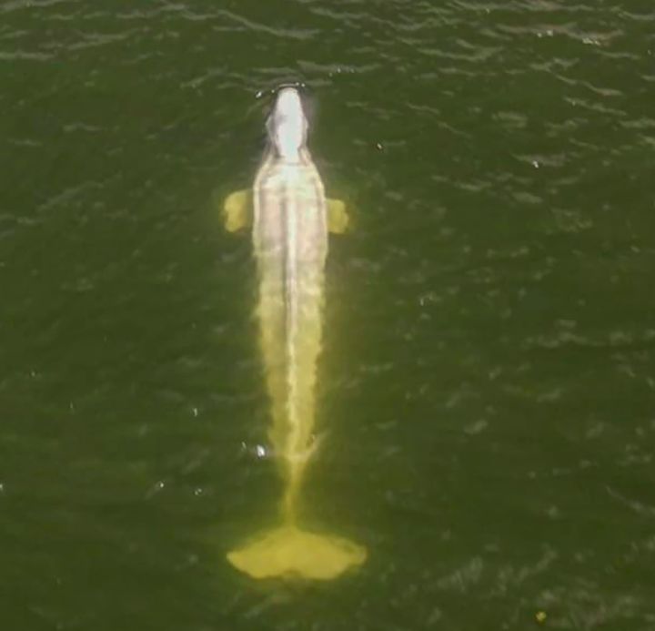 An aerial image, taken by a drone from the environmental group Sea Shepherd, shows a Beluga whale in the Seine River in Saint-Pierre-la-Garenne region, west of Paris, on Friday.