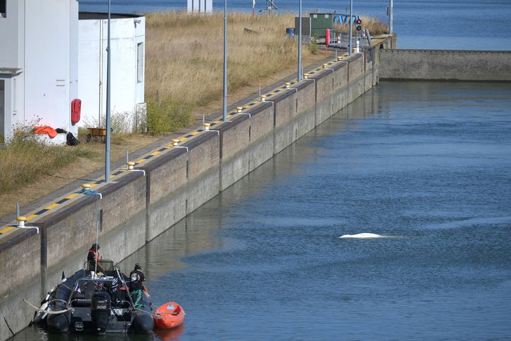 Members of the Sea Shepherd NGO look at the whale that is said to no longer be progressing.