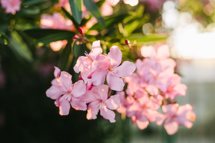 Ingesting any part of the oleander is dangerous to cats and dogs.
