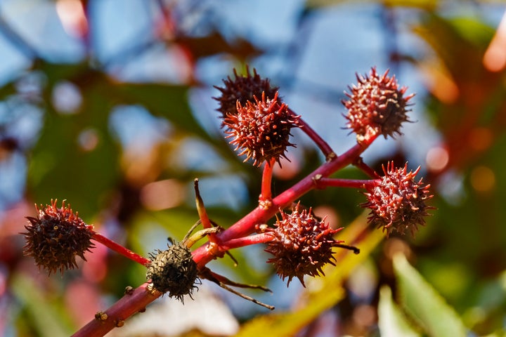 Castor bean (Ricinus communis) is highly dangerous for dogs and cats if they ingest the seed.