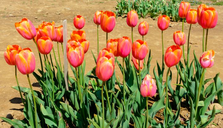 Tulips can cause an upset stomach but are not considered highly toxic unless the cat or dog eats the bulb.